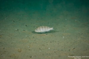 Pseudotropheus livingstonii 'Lundo Island'